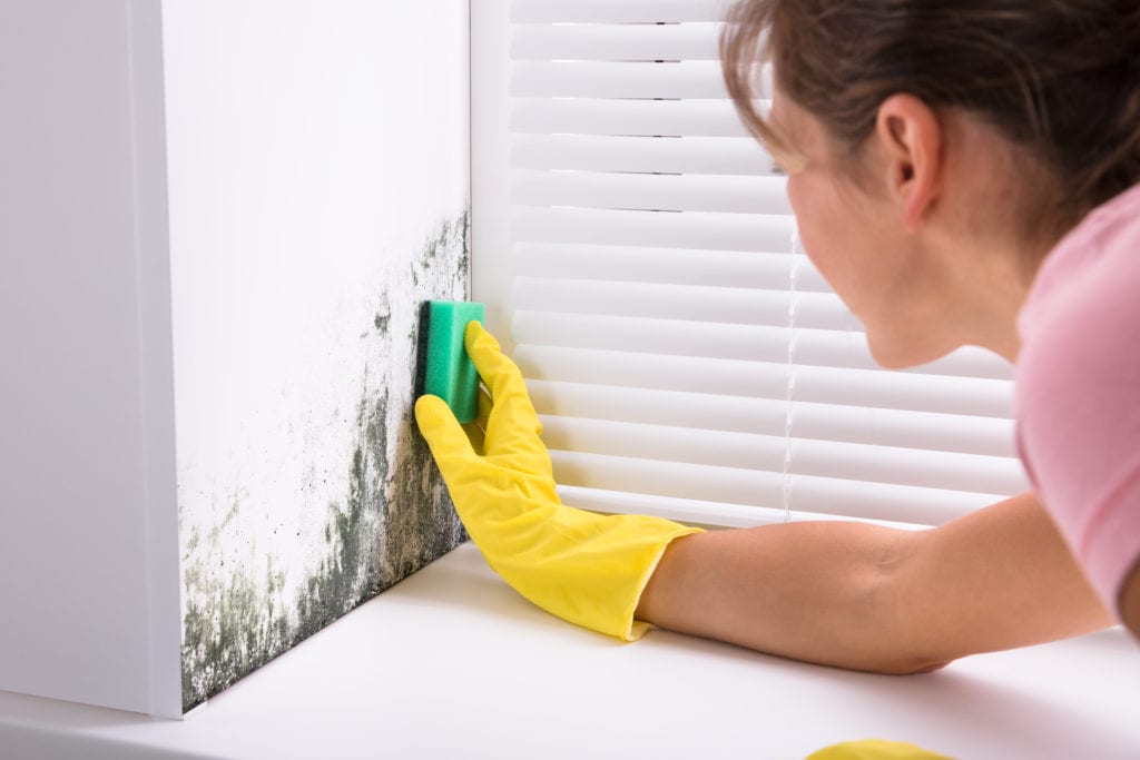 Professional Mold Remediation Services in Glasgow