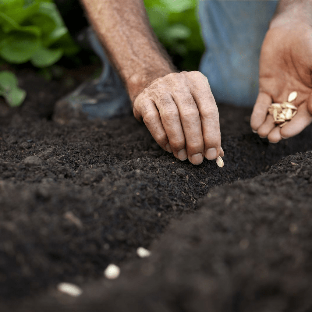 Tips for Growing Your Own Food for Considering Starter Plants: