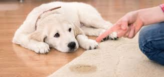 Dealing with Pet-related carpet cleaning tips and Issues